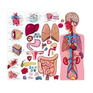 The Human Body & Anatomy  Industrial & Scientific