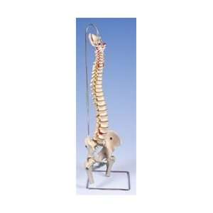   Spine Model with femur heads   Spinal Model   Vertebral Column Health