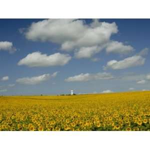  Field of Sunflowers with Water Tower in Distance, Charente 