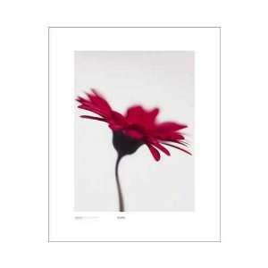  Gerbera, Bright Red On White Poster Print