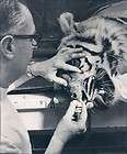 1967 Chicago, Illinois Lincoln Park Zoo Tiger Gets Tooth Pulled Press 