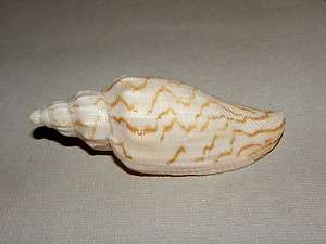 SEASHELLS VOLUTA RUPESTRIS, PRE 1933, 2 SHELLS  