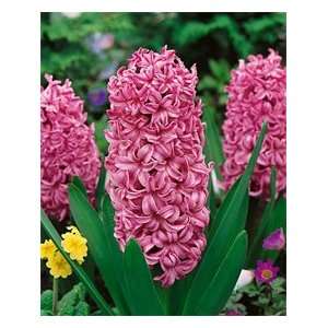  Hyacinth   Anna Liza Patio, Lawn & Garden