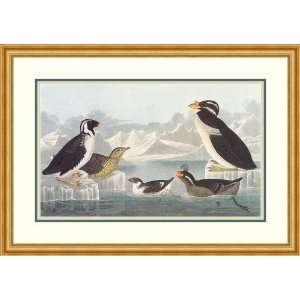  Nobbed Billed Auk by John James Audubon   Framed Artwork 