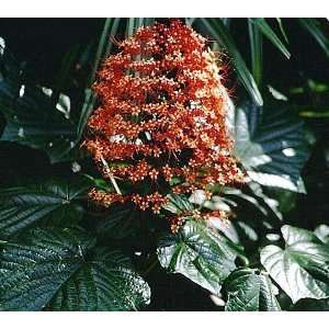   Sunset Pagoda Plant   Clerodendrum   Tropical Patio, Lawn & Garden