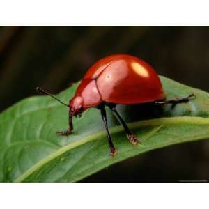  A Red Leaf Beetle on a Green Leaf National Geographic 