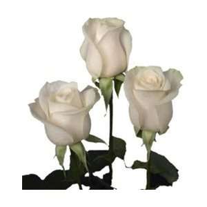  Vendela White/Ivory Rose 20 Long   100 Stems Arts 