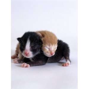  Domestic Cat, 1 Day Kittens Black And White and Ginger 