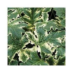   Plants   Acanthus mollis Tasmanian Angel Patio, Lawn & Garden