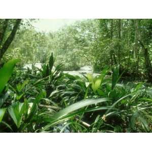 Rainforest & River Vegetation, Venezuela, S.America Photographic 