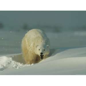  A Polar Bear (Ursus Maritimus) Snarls at the Camera 