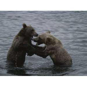  A Pair of Grizzly Bears, Ursus Arctos, Tussle in the Water 