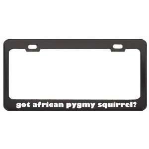 Got African Pygmy Squirrel? Animals Pets Black Metal License Plate 