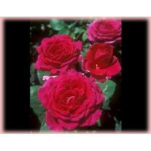  Big Purple (Stephens) (Rosa Hybrid Tea)   Bare Root Rose 
