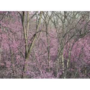 Redbud Trees in Springtime Bloom, Shenandoah Valley, Virginia 