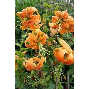  Lily   Species   henryi Patio, Lawn & Garden