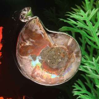 Natural Ammonite Fossil Shell Pendant Bead 1PC  