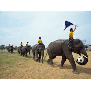 Line of Elephants in a Soccer Team During November Elephant Round Up 