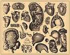 Human heart intestines organ 1851 Heck anatomy engraved