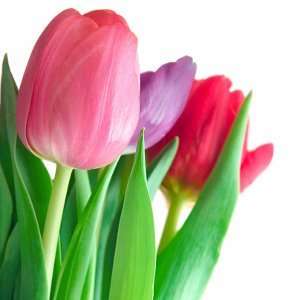 Send Fresh Cut Flowers   50 Tulips Wholesale  Grocery 