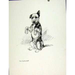   Begging Dog Pet Animal Sketch Drawig 1936 Fine Old Art