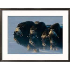 Muskoxen Huddle Together in a Protective Formation, Called a Defending 