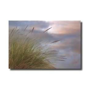  Dune Grasses And Pond Giclee Print