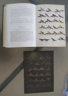   Printing Plates Louisiana Birds Ornithology Bird Prints  