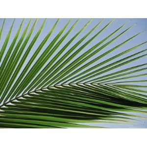  Close up of Palm Leaf at Ko Samet Island, Rayong, Thailand 