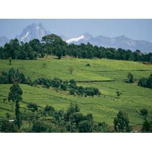  Tea Plantations Covering the Hills Near Mount Kenya 