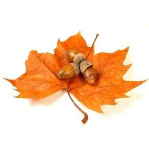  Nuts on a Leaf (isolated)   Peel and Stick Wall Decal by 