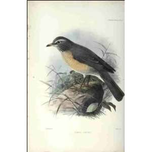  Reprint Turdus confinis 1902