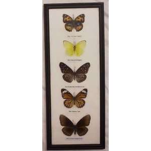    World Buyers   5 Butterflies In A Black Frame
