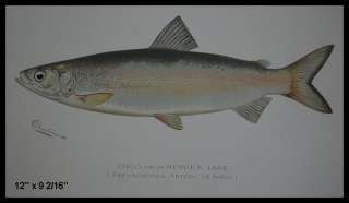 1890S DENTON FISH PRINT CISCO FROM HEMLOCK LAKE  