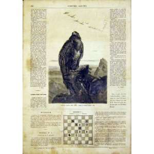  Eagle Wolf Bird Prey Animal French Print 1866