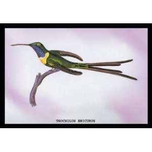    Hummingbird Trochilus Enicurus 24X36 Giclee Paper