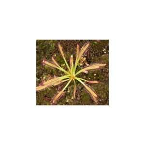  Drosera capensis Patio, Lawn & Garden