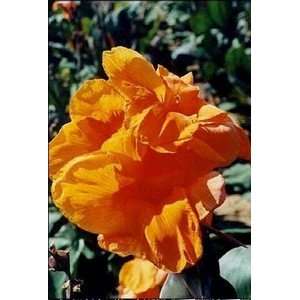  Canna Wyoming 1 pack Patio, Lawn & Garden