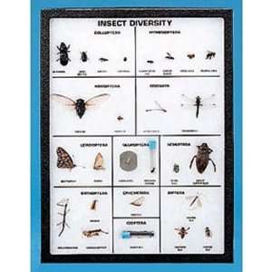 Insect Diversity Entomount(tm)  Industrial & Scientific