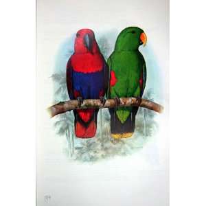    World Parrots 1973 Red Sided Electus Parrot