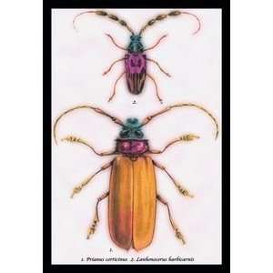  Beetles Prianus Corticinus and Lanhonocerus Harbicarnis 