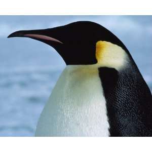  National Geographic, Emperor Penguin, 16 x 20 Poster Print 