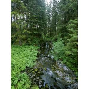  Temperate Rain Forest and Creek in Tongass National Forest 