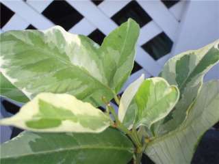 Variegated lemon, grafted citrus #10, NJ grown, rare, fruit plant, 18 