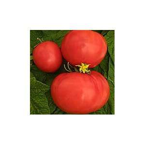  Organic Three Sisters Slicing Tomato Seeds Patio, Lawn & Garden