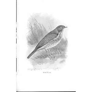  Song Thrush By Stannard Favourite Song Birds 1897