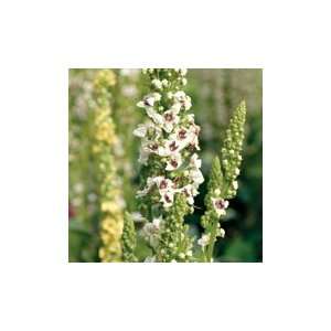  Purple Throated Mullein