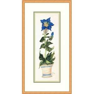 Blue Star Lily by Hazel Burrows   Framed Artwork 