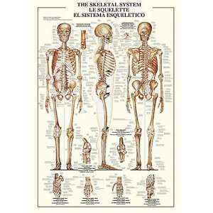  Anatomical Chart of the Skeletal System Laminated