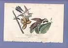 Audubon Birds Of America Print 1st Ed 1840 YELLOW BILLED CUCKOO 275